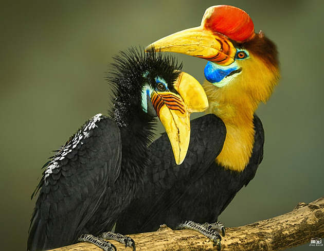 Ve Zlíně odchovali mládě zoborožce přilbového, hnízdící samice má zvláštní zvyk