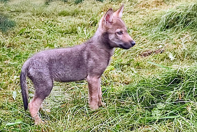 Vlče se v Beskydech skutálelo do hluboké strže. Na záchranu zbývaly ochranářům hodiny